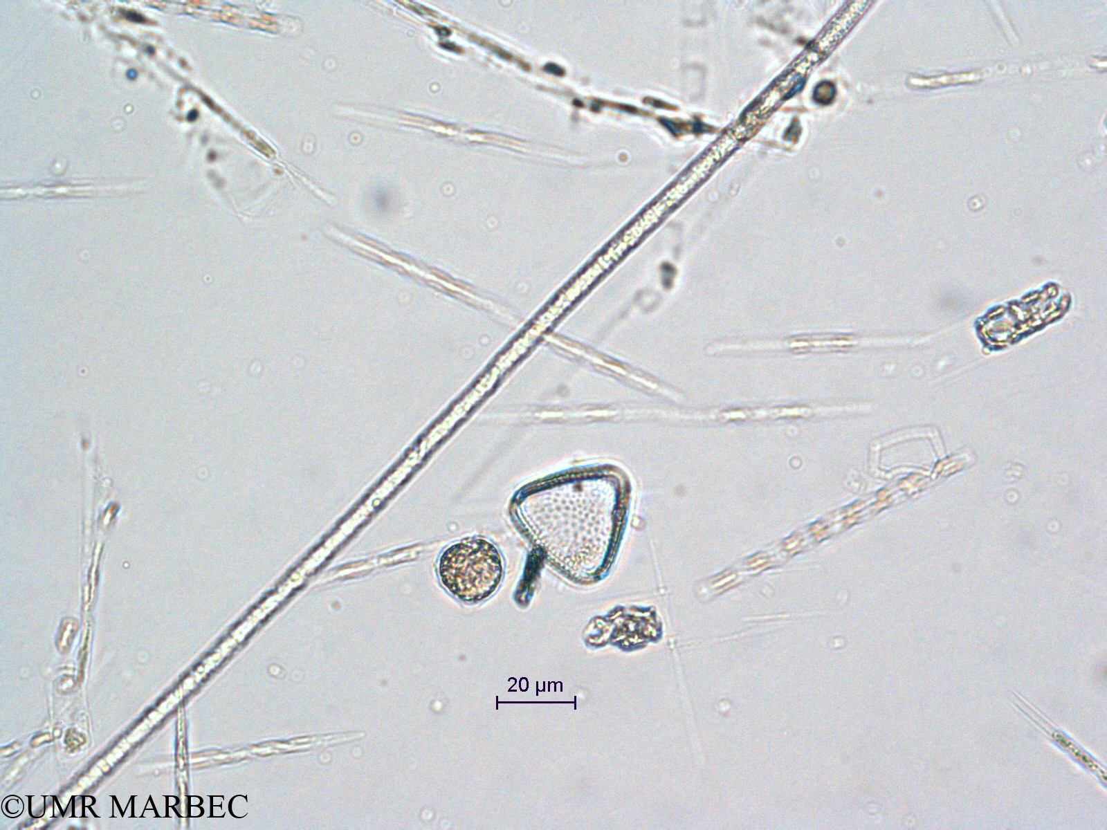 phyto/Scattered_Islands/all/COMMA April 2011/Triceratium sp4(copy).jpg